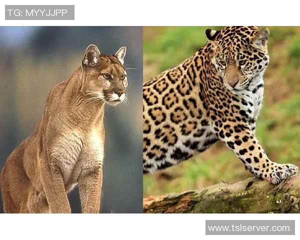 塞拉亚与美洲十的激烈对决解析与赛后点评